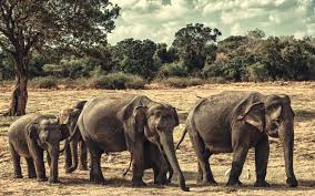 Wallpaper Elephants Family Sri Lanka Minneriya National Park 1920x1200 Hd Picture Image 2 followers · colombo, western province, sri lanka. wallpaper elephants family sri lanka