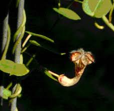 Image result for Ceropegia carnosa