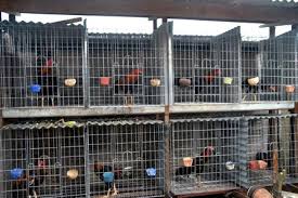 Bagaimana membedakan ayam bangkok asli dengan bangkok blasteran, mungkin anda yang belum tahu bisa terkecoh karena ayam ini bisa saja mirip sesetengah mengatakan ayam sabung dari semenanjung malaysia diimport dari bangkok (thailand). Contoh Kandang Ayam Bangkok Aduan Yang Bagus Dan Berkualitas Terbaru