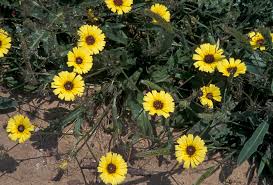 Image result for Tolpis