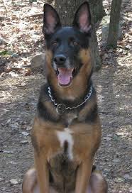 This could obviously be a very aggressive breed. German Shepherd Doberman Mix Puppies Pets Lovers