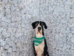Dogs with lymphoma that get only prednisone medication can live between two and 12 weeks, depending on how widespread the cancerous cells are. Canine Lymphoma Apollo S Experience Three Dogs One Bar