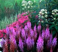 Purple Candles False Spirea Astilbe Chinensis Very Hardy 2 Gallon Pot Purple Perennials Perennials Purple Candles