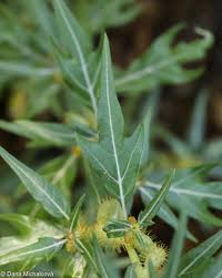 Image result for Xanthium spinosum