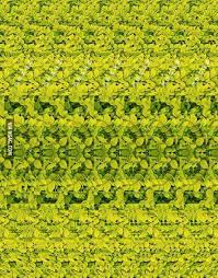 3d effect image 1 place image on the tip of your nose 2 slowly move it away 3 you can see a 3d image of an animal eye illusions cool optical illusions