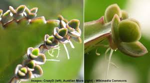 Chrysanthemum mother plant last pruning to get new cuttings? Mother Of Thousands Or Millions Plant Care Growing Kalanchoe