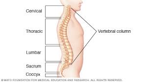 This article looks at the anatomy of the back, including bones, muscles, and nerves. Slide Show Causes Of Back Pain Mayo Clinic