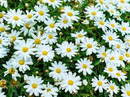 Why Wont My Shasta Daisies Bloom - Getting Shasta Daisies To Bloom |  Gardening Know How