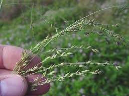 Image result for Panicum infestum