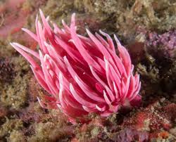 Image result for Rorippa nudiuscula