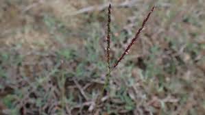 Image result for Digitaria longiflora