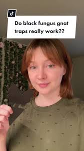 Do Black Fungus Gnat Traps Really Work? Shocking Results After 4 Hours!