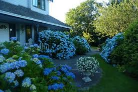 Houzz Home Design Decorating And Remodeling Ideas And Inspiration Kitchen And Bathroom Design Traditional Landscape Endless Summer Hydrangea Dream Garden