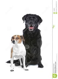 Black And Tan Jack Russell Puppies For Sale Scotland Black Lab And Jack Russell Stock Photo Image Of Dogs 11309500