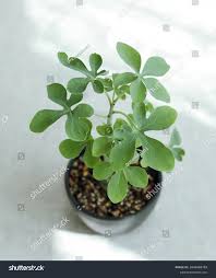 Image result for Adenia glauca