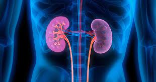 They are located below the rib cage, behind the abdomen, and under the liver. A Doctor S Take On The Importance Of Kidney Health Phillyvoice