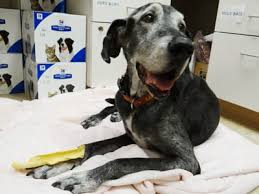 One of the ways to clean your cat's teeth is dental wipes; Cat And Dog Teeth Cleaning In Pasadena Tx Angel Animal Hospital
