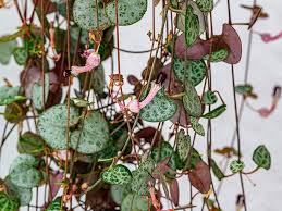 Image result for Ceropegia gracilior