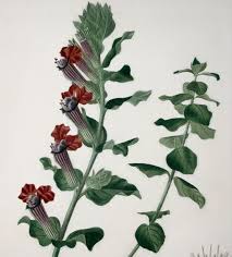 Image result for Lythraceae