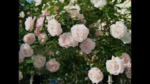 'new dawn' has historical significance because it holds the first plant patent ever granted. Our New Dawn Rose May 2013 Beautiful Climber John And Charlotte S Garden Youtube