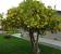 Lime Plant