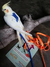 We specialise in hand raising beautiful pet birds for sale. Buy Birds Park Bird Harness For Cockatiels Online At Low Prices In India Amazon In