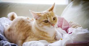 Sadly, this is beacuse many times, pancreatic cancer is found late, once the tumor is in advanced stages and has metastasized (spread) to other areas of the body. Feline Pancreatitis Signs Of Trouble