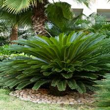 Image result for Synsepalum revolutum