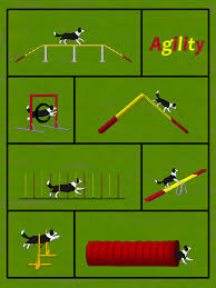 Agility Gerate Mit Border Collie Dog Agility Course Diy Dog Agility Dog Agility Course