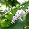 Although they are green, tomato hornworms can grow up to five inches long which is quite large! 1