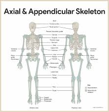 It provides structure to the body, and each bone has a distinct purpose. Skeletal System Anatomy And Physiology Nurseslabs