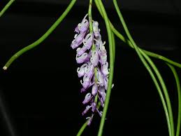 Image result for Schoenoplectiella juncea