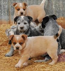 Previous Litters Cattle Dog Puppy Australian Cattle Dog Puppy Smartest Dog Breeds