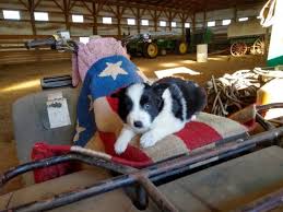 Our border collies are bred as active family companions. Border Collie Puppy Dog For Sale In Fosston Minnesota