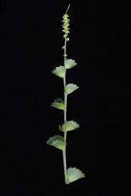 Image result for Acalypha indica