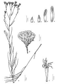 Image result for Vernonanthura polyanthes