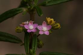 Image result for Gisekiaceae