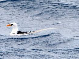 Image result for Philenoptera wankieënsis