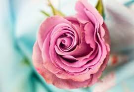 We did not find results for: Wann Haben Welche Hochzeitsblumen Saison