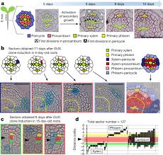 Maybe you would like to learn more about one of these? High Levels Of Auxin Signalling Define The Stem Cell Organizer Of The Vascular Cambium Nature