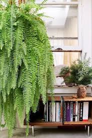 Fougere Geante Fern Tropical Jungle Maison Interieur Jpg Plantes D Interieur Suspendues Fougeres D Interieur Interieur Tropical