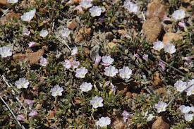 Image result for Falkia oblonga