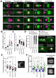 Maybe you would like to learn more about one of these? Spindle Position Dictates Division Site During Asymmetric Cell Division In Moss Biorxiv