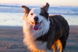 Microchips australia, the exclusive distributor of trovan rfid microchips and readers, was established in 1989 and has a wealth of experience in the area of rfid identification of companion animals and in many other applications such as zoos, wildlife research, laboratory animals for pets. Playing It Safe With Your Pets Microchips And Id Tags Work Photos Oregonlive Com