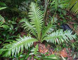 Image result for Blechnaceae