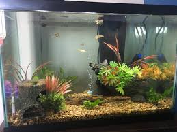 My first started during the time people ime, betta do quite well and are actually more lively in community tanks. Female Betta In A 20 Gallon Community Tank My Aquarium Club