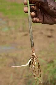 Image result for Oryza longistaminata