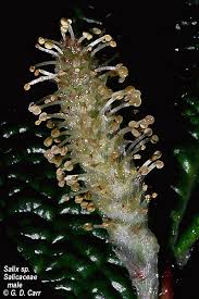 Image result for Salicaceae