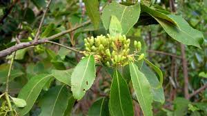 Image result for Catha edulis