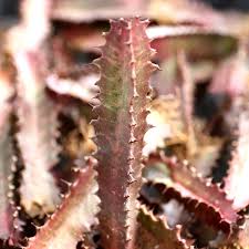 Image result for Euphorbia rubriflora